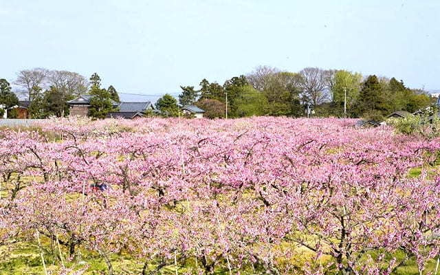 もも